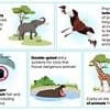 Britain's zoo OVERHAUL: UK animal parks will be forced to introduce larger habitats for elephants, ban touching in aquariums and ditch tethering birds under new government rules