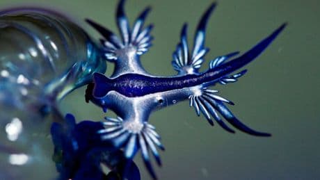 Biologie: Blaues Fabelwesen auf Strandurlaub an der Costa Blanca