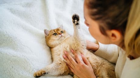 Klares Zeichen: Das bedeutet es, wenn Ihre Katze Sie mit der Pfote anstupst