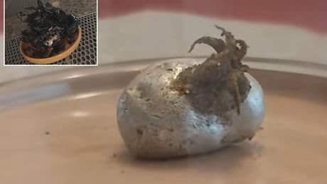 Mysterious tentacles emerging from a 'meteorite' spark frenzied reaction: 'An Alien growing'
