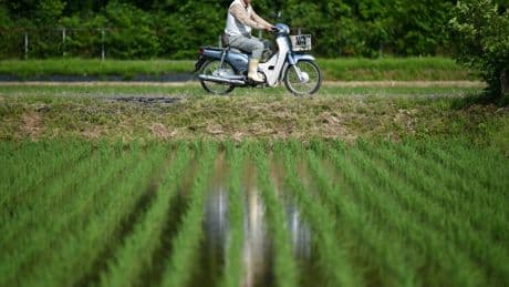 Japon: cette flambée des prix du riz qui met en exergue les problèmes de l’agriculture