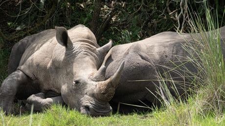 Menschen sollen weichen: Ugandas geheimem Nashorn-Paradies geht der Platz aus