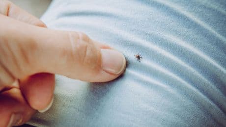 Infektionsrisiko: Zecken-Gefahr im Urlaub: So schützen Sie sich vor FSME und Borreliose
