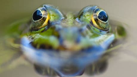 Tiere im heimischen Garten: Artenvielfalt im Garten – BUND gibt Tipps für Tierfreunde