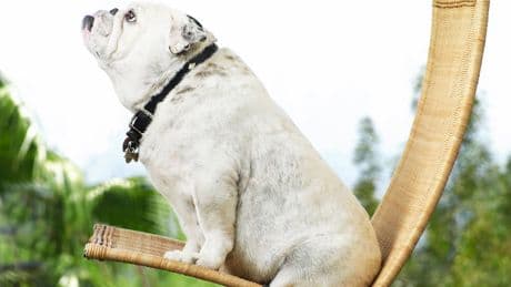 Todesgefahr für unsere Lieblinge - So fühlen Sie richtig, ob Hund und Katze zu dick sind