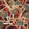 Terrifying alert over rise in lethal fungus experts say is a 'threat to humanity'
