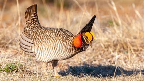 Trump officials are trying to yank this animal’s last shot at survival