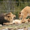 Vrouw (50) zwaar toegetakeld door leeuw in Australische dierentuin: "Zal vermoedelijk arm verliezen"