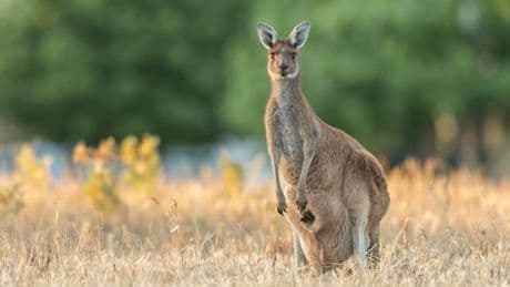 Kangaroo tries to ‘drown a man in floodwater after throwing punches at him’