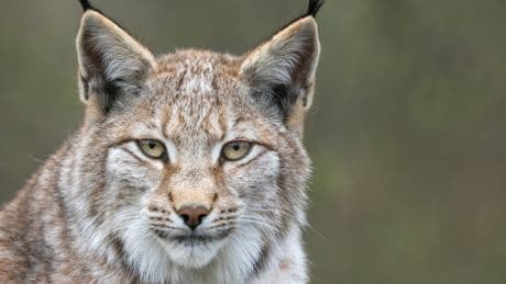 Lynx are ‘likely to eat livestock’ if reintroduced. Why do campaigners want to bring them back anyway?