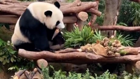 El panda gigante Ying Ying recibe regalos por el Día de la Madre en Hong Kong