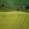 Landwirtschaft: Winterrapsernte in Brandenburg fällt höher aus