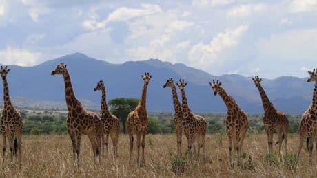 Una reclasificación científica histórica descubre que existen cuatro especies de jirafas