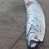 Ultra rare 'Harbinger of Doom' fish seen as a sign of looming natural disaster washes up on Australian beach