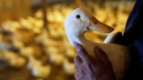 Bird flu devastated this duck farm — now it’s making a comeback