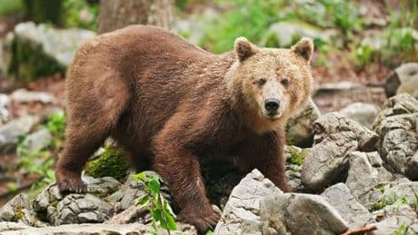 Skofljica bear attack leaves woman critical after horror near Llubljana in Slovenia