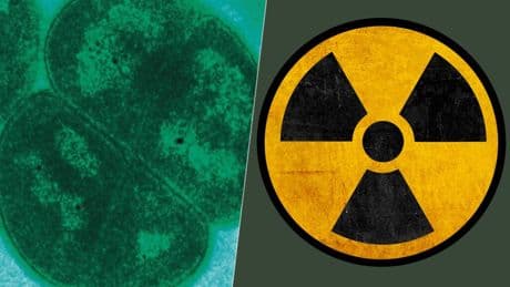 En los 50 decidimos bombardear latas de comida con enormes cantidades de radiación. Así descubrimos una nueva bacteria: 'D. radiodurans'