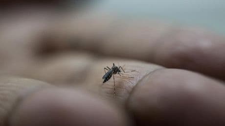 Chikungunya : Mayotte passe en phase d’épidémie, avec une « transmission intense et généralisée » sur tout le territoire