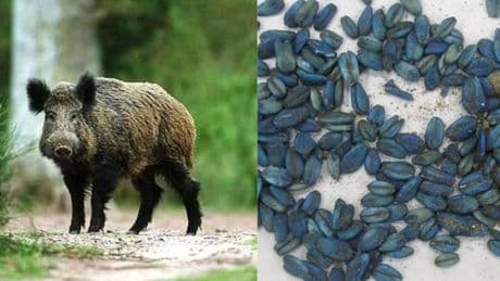 California, trovati cinghiali morti con la carne blu: l'avvelenamento, le segnalazioni e i rischi per la salute umana