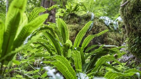 Planète : 3 idées pour préserver les forêts