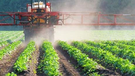 Si può aumentare l?offerta di soia e bovini made in Italy. Nuovi ulivi contro la Xylella