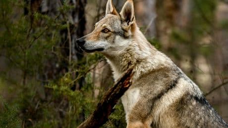 De la Savoie à la Manche, les attaques de loups contre les troupeaux se multiplient
