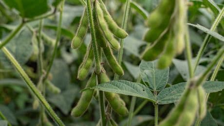 In Tariff Standoff With Trump, China Boycotts American Soybeans
