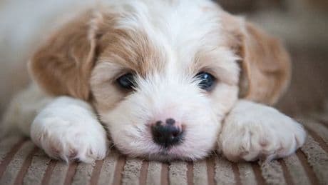 Dog trainer shares what to do if your pet ignores you - and it's potentially life-saving