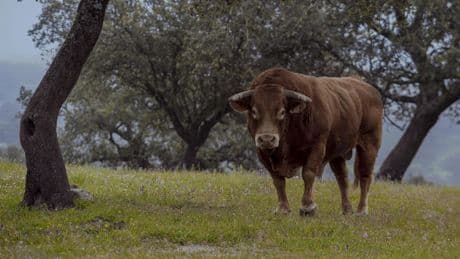 El toro de lidia, una joya zootécnica