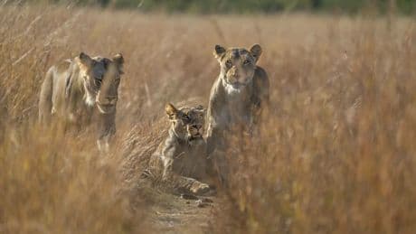 Simbabwe: Jäger erlegen bekannten Löwen „Blondie“ in Nationalpark