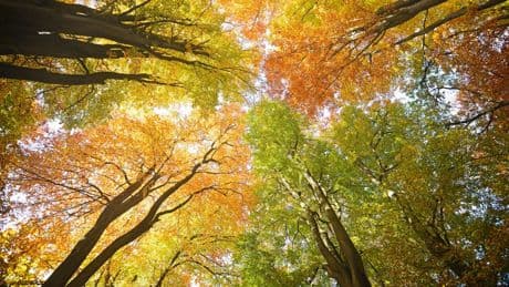Herbstanfang 2025: Wann beginnt der Herbst? | Fakten und Bauernregeln