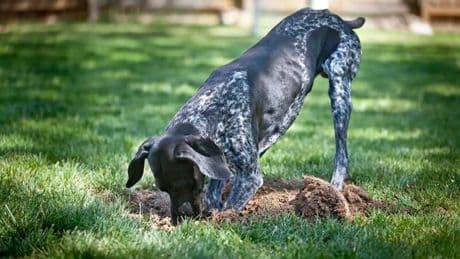 El instinto de enterrar y esconder que conecta a los perros con los lobos