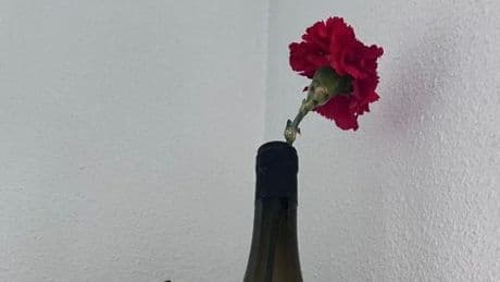 Instrucciones para regar un clavel