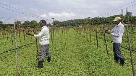 Weinbau in Indien | Edle Tropfen, harte Realität