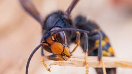Urgent warning as MORE killer Asian hornet nests found in the UK after record-breaking year
