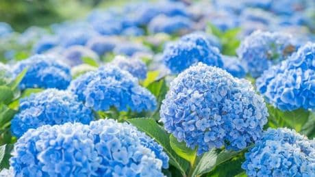 ‘Massive’ pastel blue Hydrangea that ‘blooms 30 flowers in first season’ is now half-price