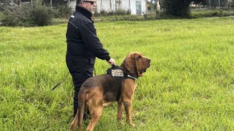 Italy’s heroic police bloodhound found dead after eating food laced with nails