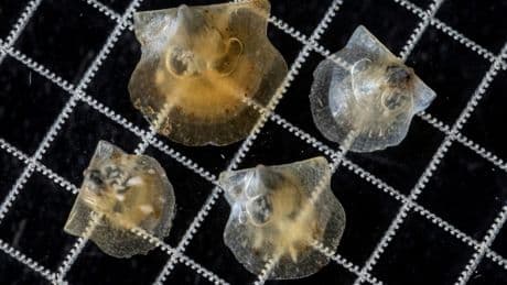 Coquilles Saint-Jacques : l'écloserie qui lutte contre l'épuisement de la ressource