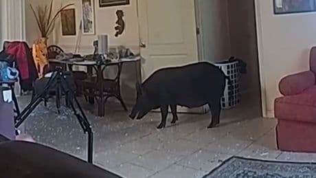 So eine Drecksau - Da steht ein Schwein auf'm Flur