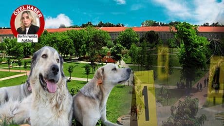 YTÜ kampüsündeki köpekler ortadan kayboldu! Önce araçla toplayıp sonra da öğrencilere saldırdılar