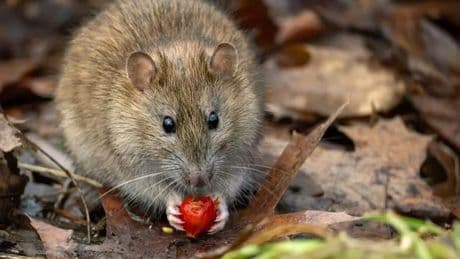 British Pest Control issues warning to anyone who lays poison for rats