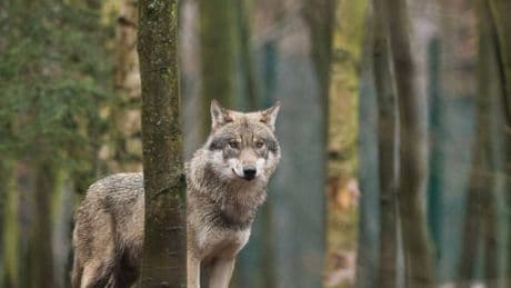 Nicht mehr „streng geschützt“: EU-Parlament macht Weg für mehr Wolf-Abschüsse frei