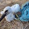 Heartbreaking footage reveals a plastic 'death trap' in birds' nests - with chicks getting entangled in ropes that strangle their limbs