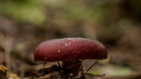 New Global Atlas Highlights Surprising Hot Spots of Fungal Biodiversity