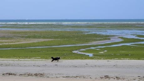Algues vertes : l’État condamné pour sa responsabilité dans le décès d’un joggeur