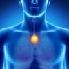 Das unbekannte Superorgan: Der Thymus „erschafft ein zweites Menschlein“