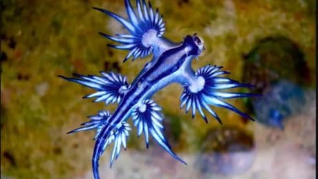 El dragón azul llega también a playas de Andalucía