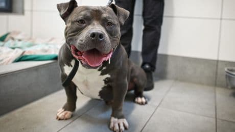 Moussa Sylla: Hund von Schalke-Profi wohnt jetzt im Tierheim Essen