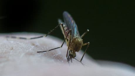 West Nile virus to spread to remote areas of Quebec due to climate change, study says