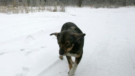 Chernobyl's mutant dogs - botched massacre and thriving where humans can't